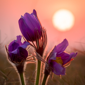 Pasqueflower at sunset | Сон-трава на закате — 119215