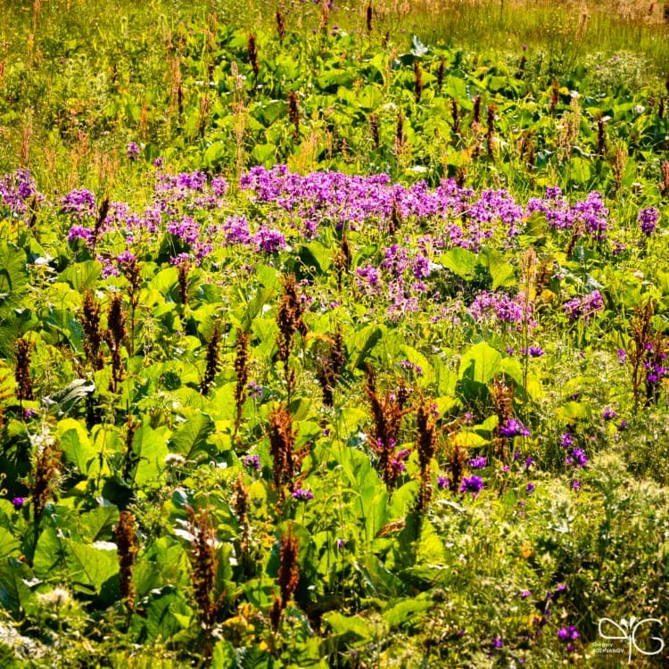 Зелень на поляне в Дагестане