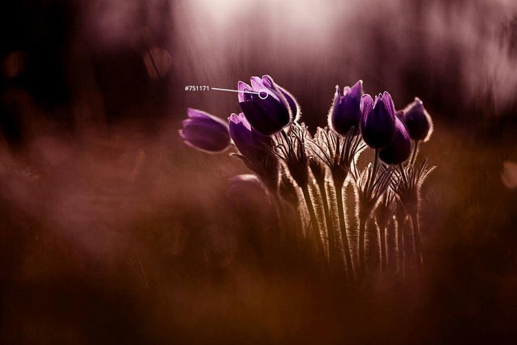 Pasqueflowers by Yulia Vtyurina