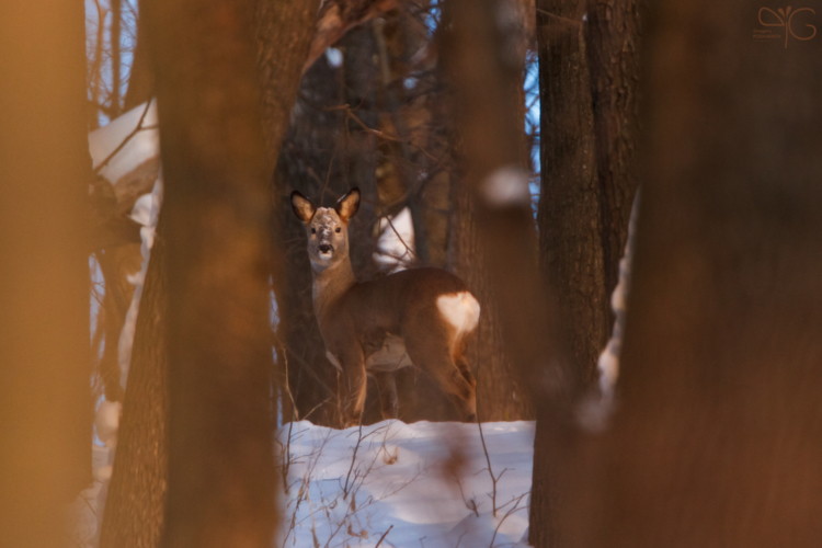 Roebuck | Косуля — 107342