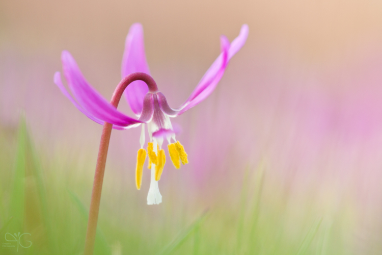 Erythronium dens-canis | Кандык собачий зуб — 108927