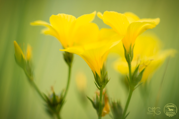Лён жёлтый, Linum flavum