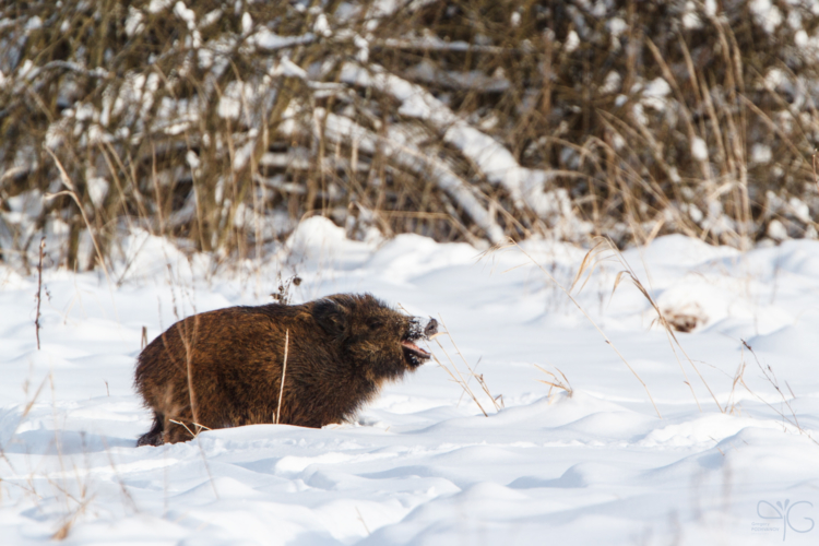 Doltish wildboar | Глупенький кабан — 116248