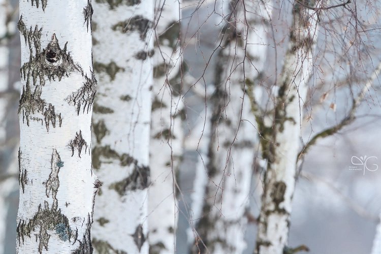 Берёзовые узоры