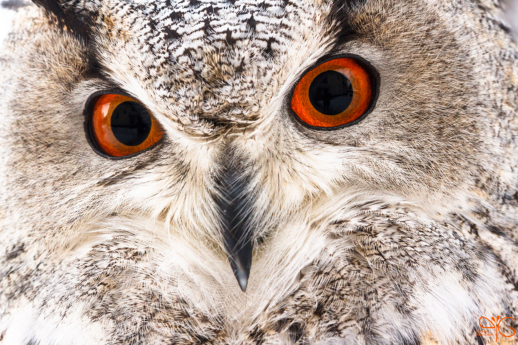 Eagle-owl | Филин — 117623