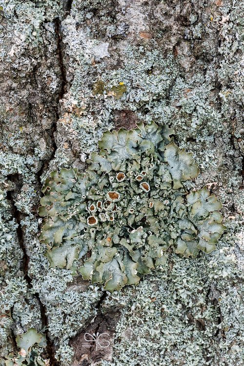 Лишайники на стволе дерева