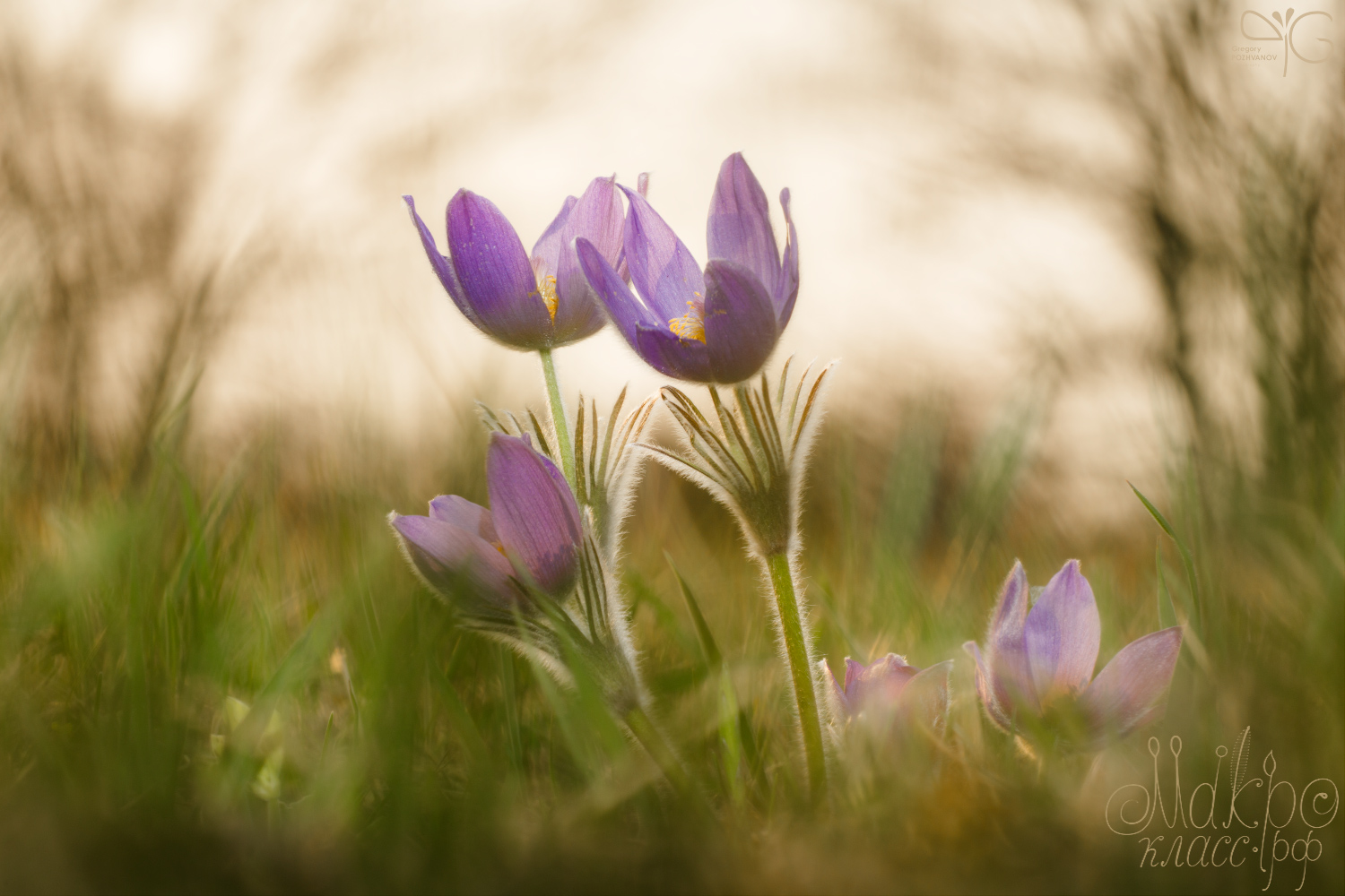 Rising above the Steppe