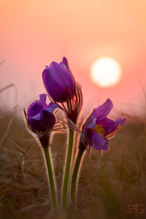Pasqueflower at sunset | Сон-трава на закате — 119215