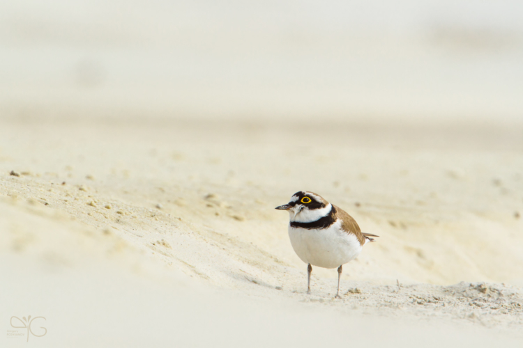 Зуёк, Charadrius dubius