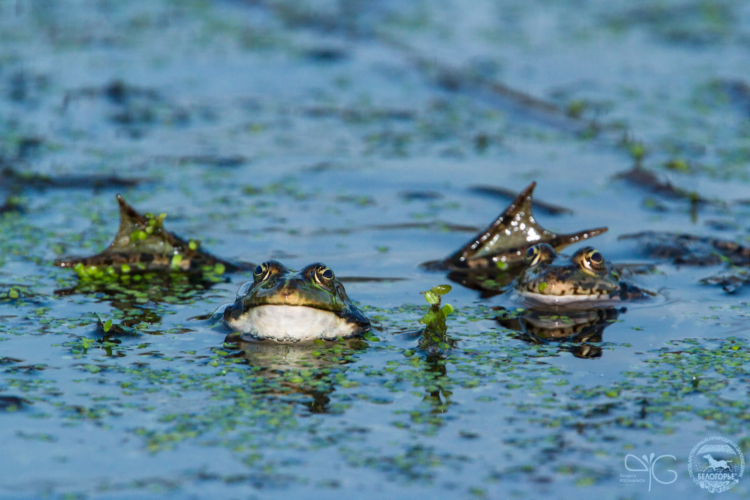 Озёрная лягушка, Pelophylax ridibundus