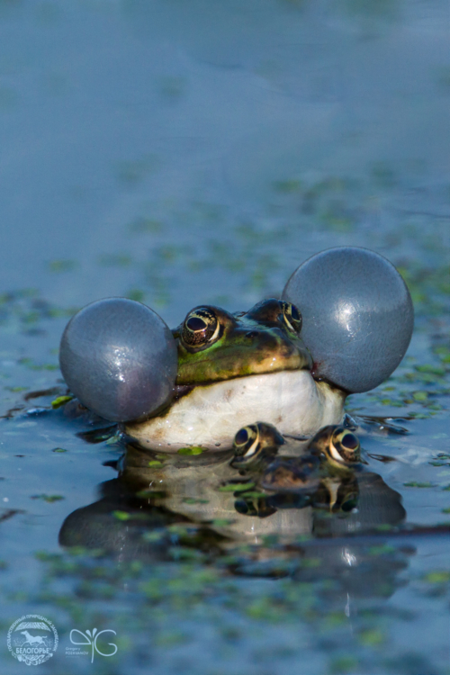 Озёрная лягушка, Pelophylax ridibundus