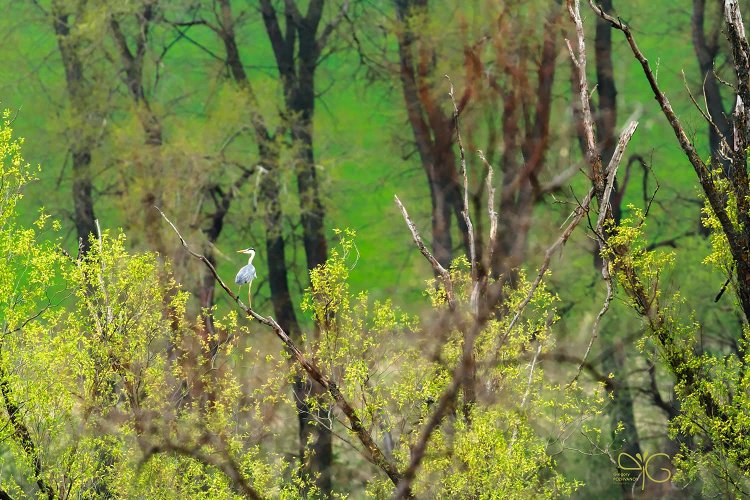 Цапля на иве, Острасьевы яры
