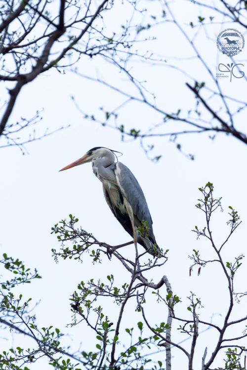 Серая цапля (Ardea cinerea)