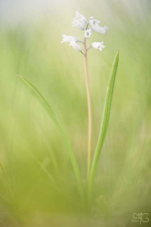 Hyacinthella | Гиацинтелла — 122154