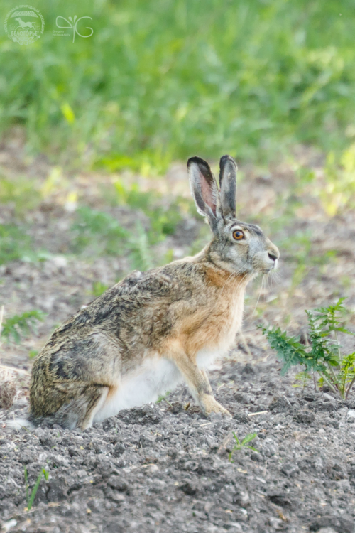 Заяц русак (Lepus europaeus)