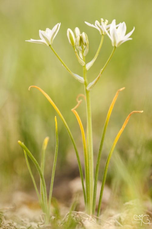 Птицемлечник Коха, Ornithogalum kochii