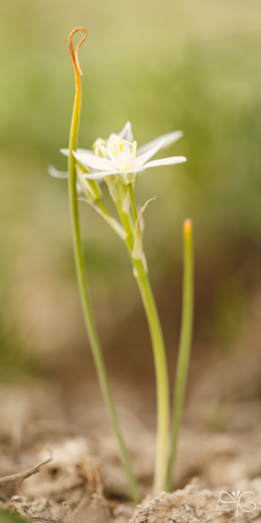 Птицемлечник Коха, Ornithogalum kochii
