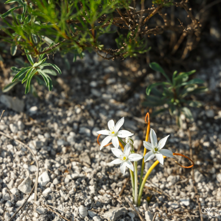 Птицемлечник Коха, Ornithogalum kochii