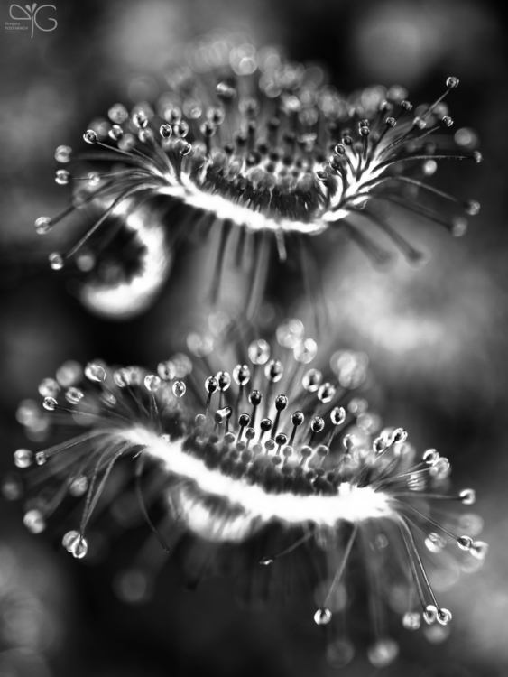 Sundew | Росянка — 124997