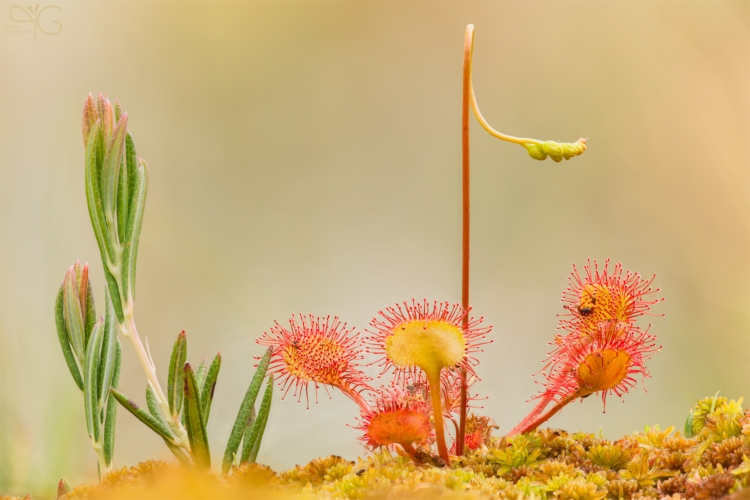 Росянка круглолистная Drosera rotundifolia, стек 135 кадров