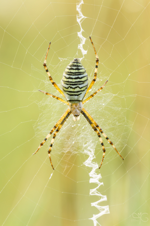 Паук-оса Argiope bruennichi