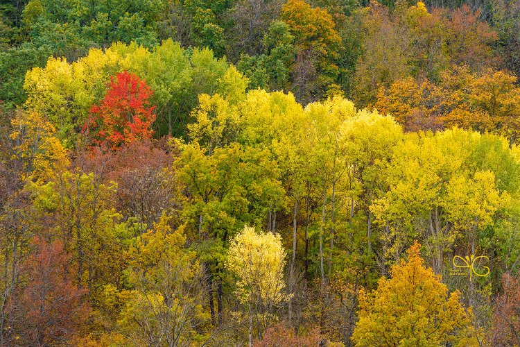 Яркие цвета осенней листвы в дубраве Стенок-Изгорий