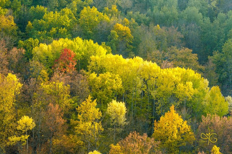 Дубрава Стенок-Изгорий в сочном осеннем наряде