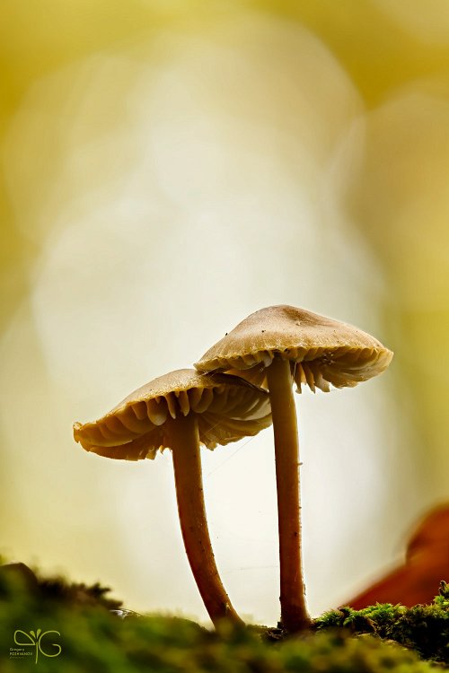Грибы Mycena sp.