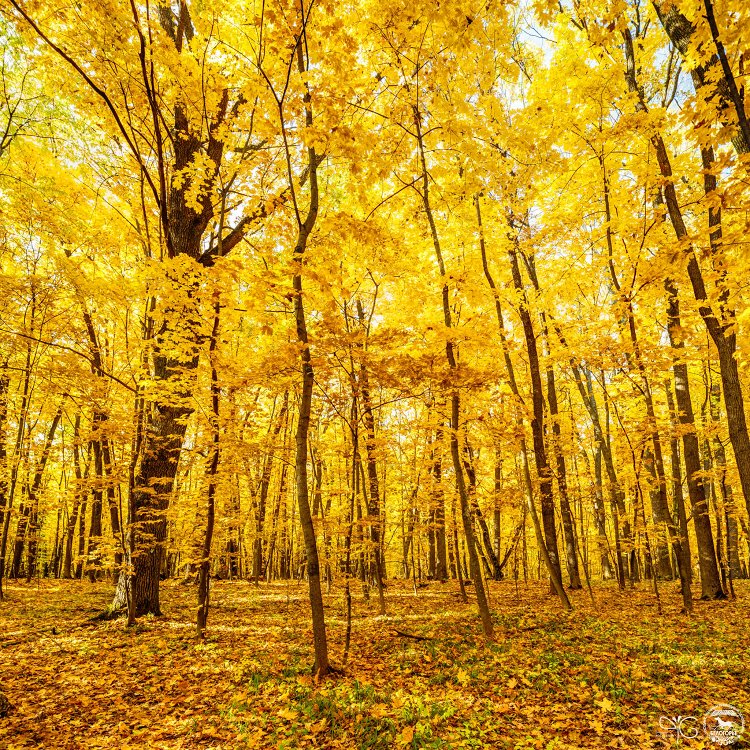 Ярко-жёлтая листва клёнов в дубраве Лесу на Ворскле | Bright yellow foliage of aspen trees in autumn oak forest