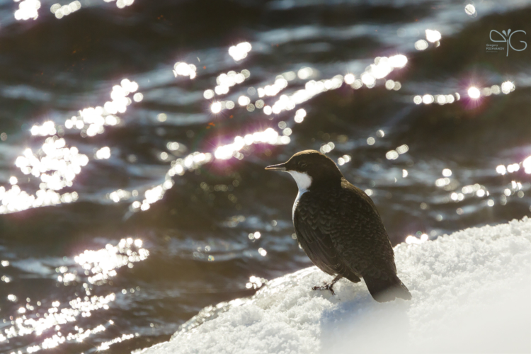 Оляпка, Cinclus cinclus