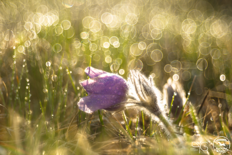 Прострел поникающий, Pulsatilla patens