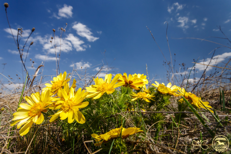 Горицвет Adonis vernalis