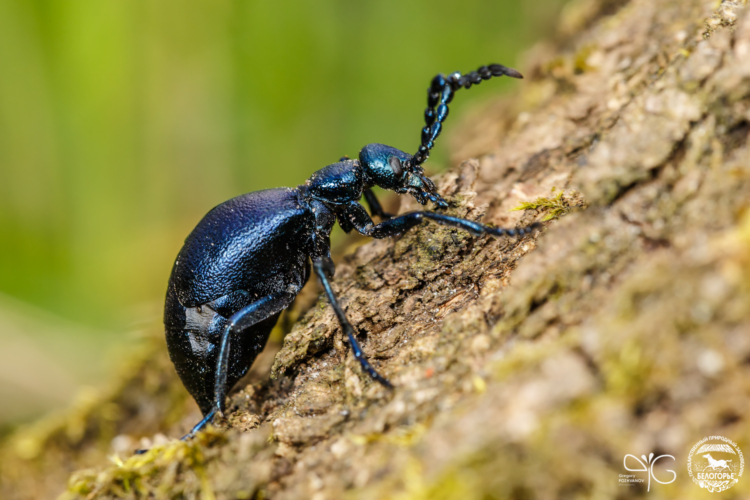 Жук майка | Oil beetle (Meloe proscarabaeus)