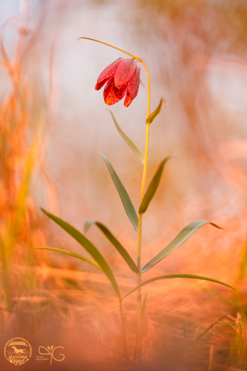 Рябчик русский, Fritillaria ruthenica