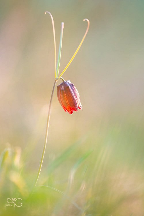 Рябчик русский, Fritillaria ruthenica