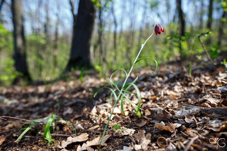 Рябчик русский, Fritillaria ruthenica