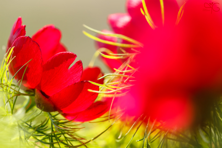 Цветки пиона тонколистного, Paeonia tenuifolia