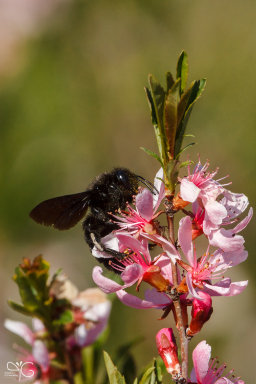 Пчела-плотник Xylocopa sp. на цветках карликового миндаля Amygdalus nana