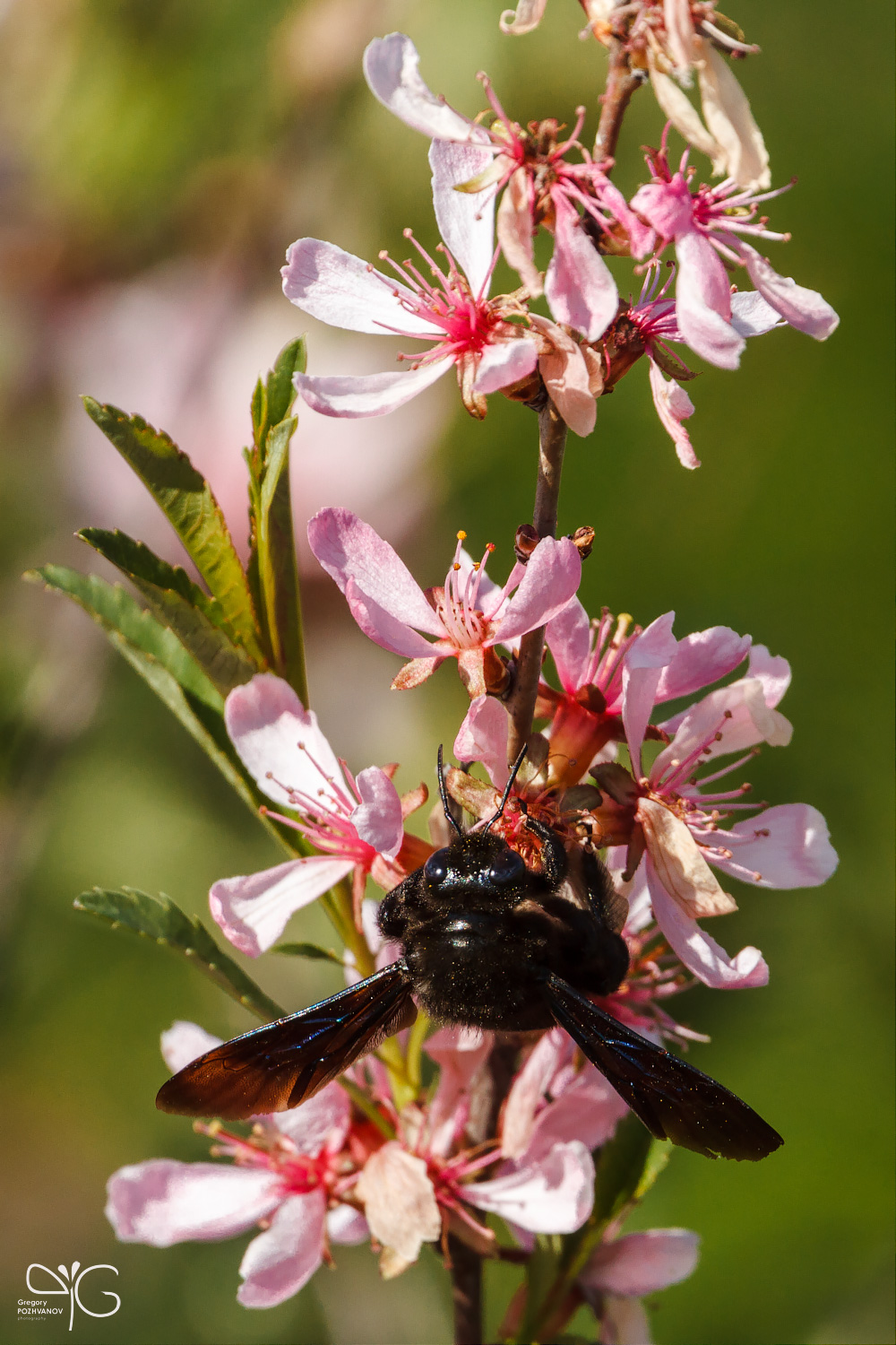 Пчела-плотник Xylocopa sp. на цветках карликового миндаля Amygdalus nana