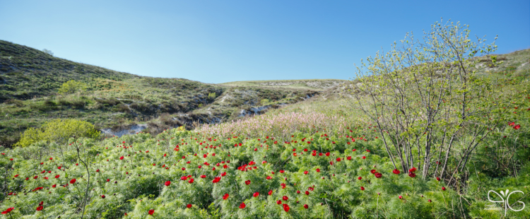 Цветение пиона тонколистного (Paeonia tenuifolia) и карликового миндаля (Amygdalus nana) в Нагольном, природный парк Ровеньский