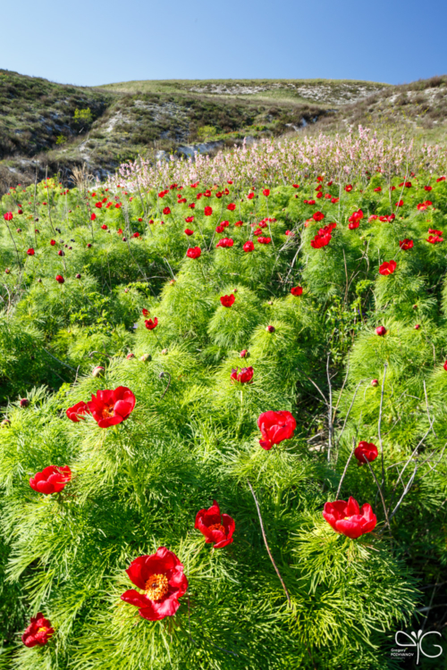 Цветение пиона тонколистного (Paeonia tenuifolia) и карликового миндаля (Amygdalus nana) в Нагольном, природный парк Ровеньский