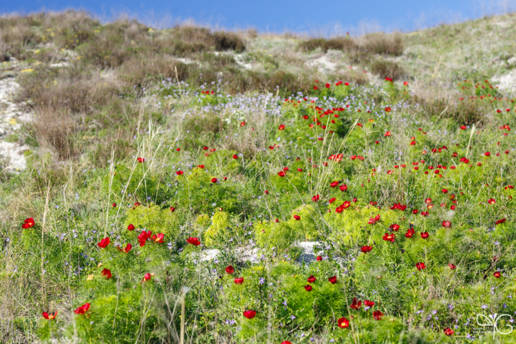Цветение пиона тонколистного (Paeonia tenuifolia) и барвинка травянистого (Vinca herbacea) в Нагольном, природный парк Ровеньский