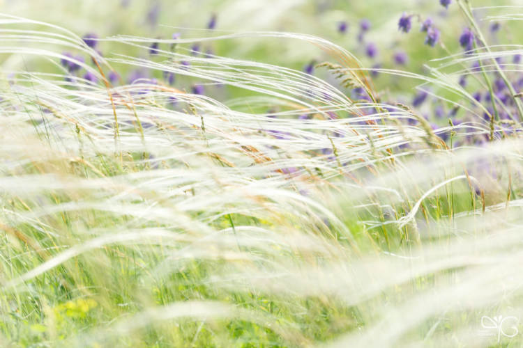 Ковыль перистый, Stipa pennata
