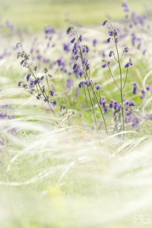 Шалфей поникающий, Salvia nutans, среди ковыля перистого, Stipa pennata