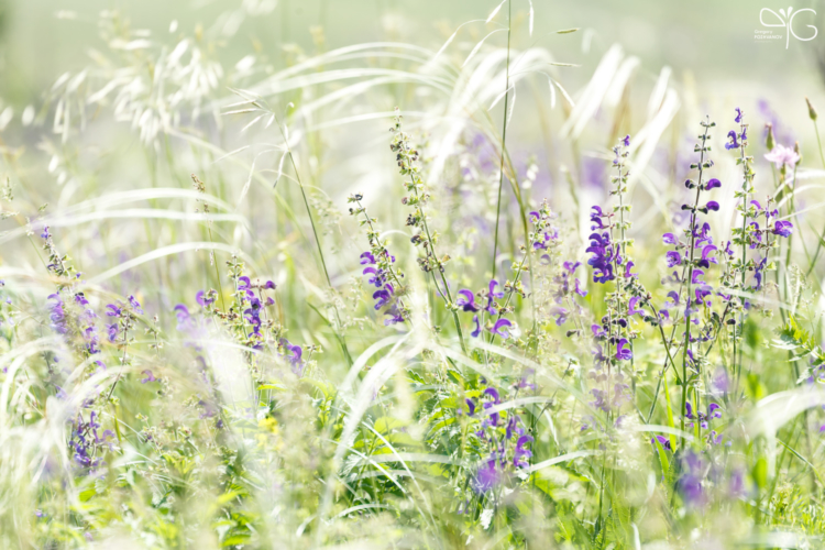 Шалфей луговой, Salvia pratensis