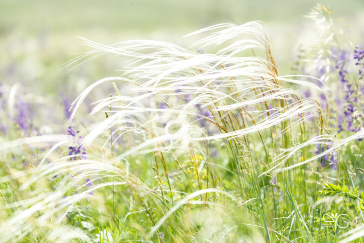 Ковыль перистый, Stipa pennata