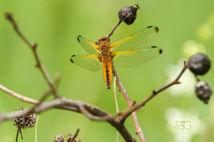 Стрекоза плоская, Libellula depressa, ♀