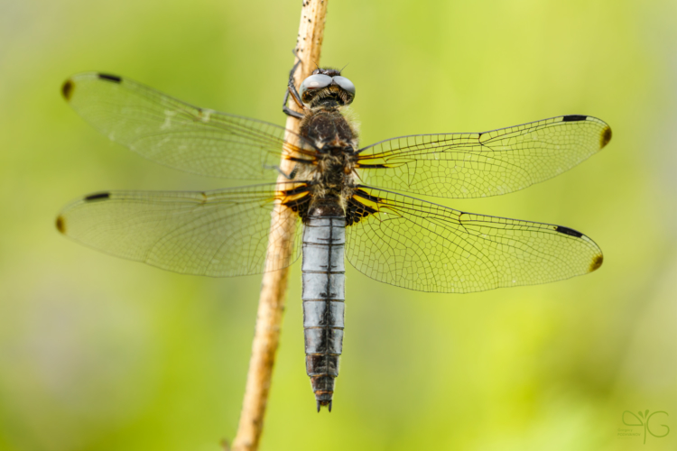 Стрекоза плоская, Libellula depressa, ♂
