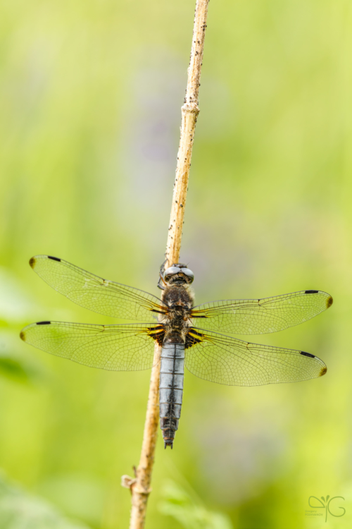 Стрекоза плоская, Libellula depressa, ♂