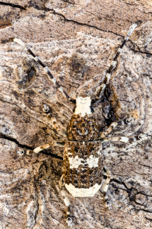 Ложнослоник беловатый, Platystomus albinus